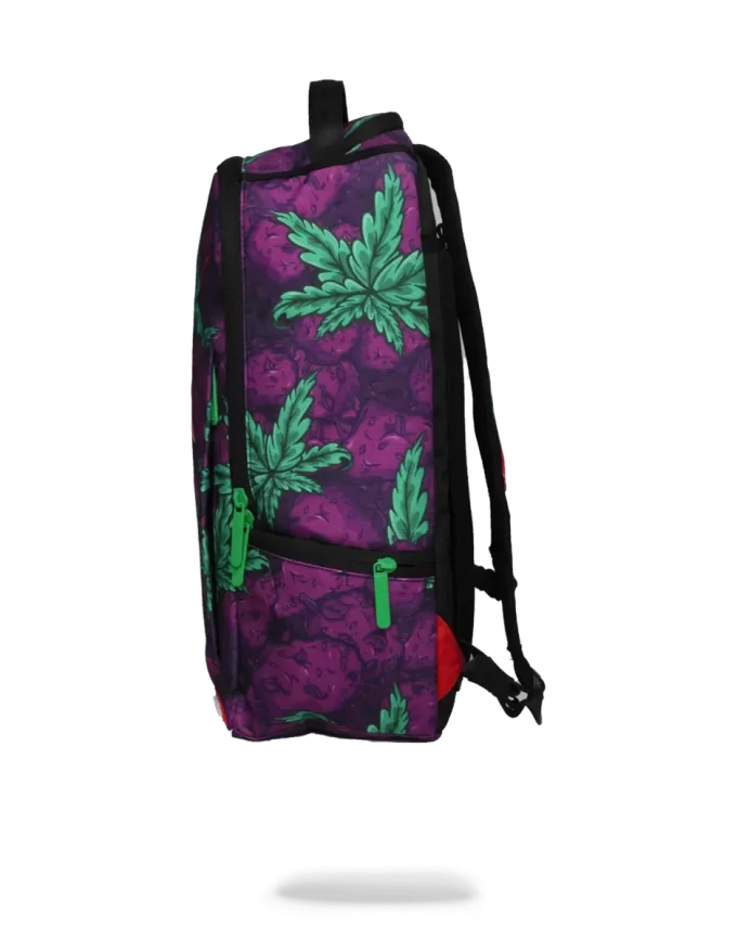 QUEEN INDICA QUEEN INDICA